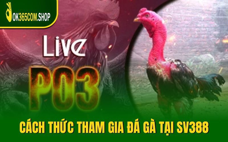 Hướng dẫn cách thức tham gia đá gà tại SV388 cho newbie