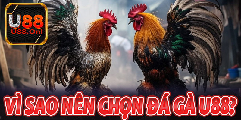 Vì sao nên lựa chọn đá gà U88 để giải trí mỗi ngày?